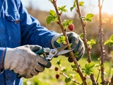 Tailler les framboisiers à cette période garantit une récolte plus abondante l’an prochain