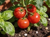 Tomates et basilic au potager : cette association star est-elle vraiment utile ou juste une habitude