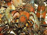 Bisque d'écrevisses...parce que je vous propose une balade en Auvergne, au bord de l'eau, lors d'une partie de pêche aux écrevisses