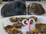 Biscuits friandises pour cochons d’Inde