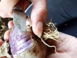 Concours culinaire « Ma recette à l’ail violet de Cadours »
