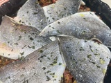 Filets de dorade à la méditerranéenne