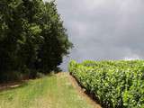 Buzet, un vignoble, une cave, une appelation