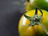 Légumes oubliés, le plaisirs des sens retrouvé