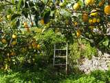 Jean-Noël Falcou, agrumiculteur bio en Provence