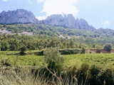 Dentelles de Montmirail