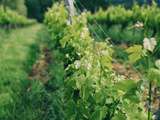 Vin en Biodynamie Bordeaux : Le Château Pré la Lande