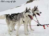 #Lifestyle. Découverte trop chouette : une balade en chiens de traîneaux