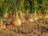 Avantages d’apprendre à faire un jardin biologique à la maison