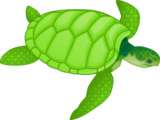 Calcium, vitamine d et vitamine a : leur importance pour les tortues