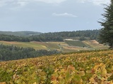 Balade au milieu des vignes