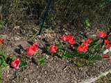 Belles fleurs printanières