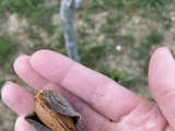 Premières amandes