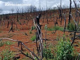 Brocéliande Août 2023