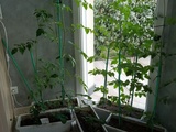 Plans de tomates... énormes