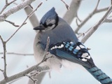 Bonheur d’être Québécois