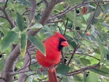 Cardinal n'a pas à rougir