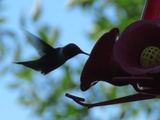 Changer: imiter l’oiseau