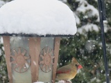 Chut, écoutez, il neige