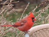 Paroles de cardinal