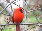 Paroles de cardinal