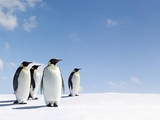 Pendant ce temps, en Antarctique - Le manchot empereur, une espèce «en danger»