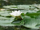 Point de vue de la grenouille