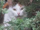 Point de vue du chat