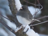 Point de vue du junco