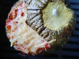 Courgette farcie