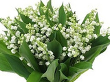 Petit brin de muguet