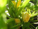 Fleurs de courgettes farcies aux girolles et risotto à l'huile de truffe