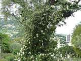 Pesto di Cime di Rapa