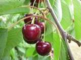 Cerises