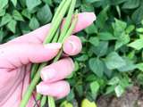 Du Champ à l’Assiette Découverte du Chemin de nos Légumes Bonduelle