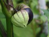 Sauce tomates tomatillos et poivrons