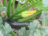 Beignets de fleurs de courgettes