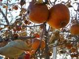 Cidre de pomme qui ne laisse pas de glace