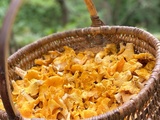 Girolles béchamel