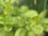Petits feuilletés au basilic