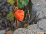 Physalis ( amour en cage)