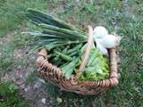 Petits pois  au « lisot » facon grand-mere (cuisson à l'étuvée)