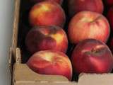 Focus sur les pêches et nectarines de nos régions