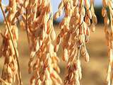 Grain-Blanc (riz), l’autre ambassadeur de la Camargue