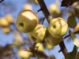 Pommes à cuire ou à croquer, quelle variété pour quel usage