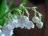 Muguet, symbole du printemps et de l'amour