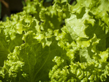 Légume de saison : la salade frisée