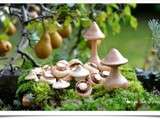 Champignons qui se prenaient pour des biscuits