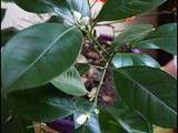 Calamondin fait de jolies fleurs