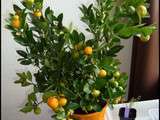 Calamondin, mon nouveau colocataire